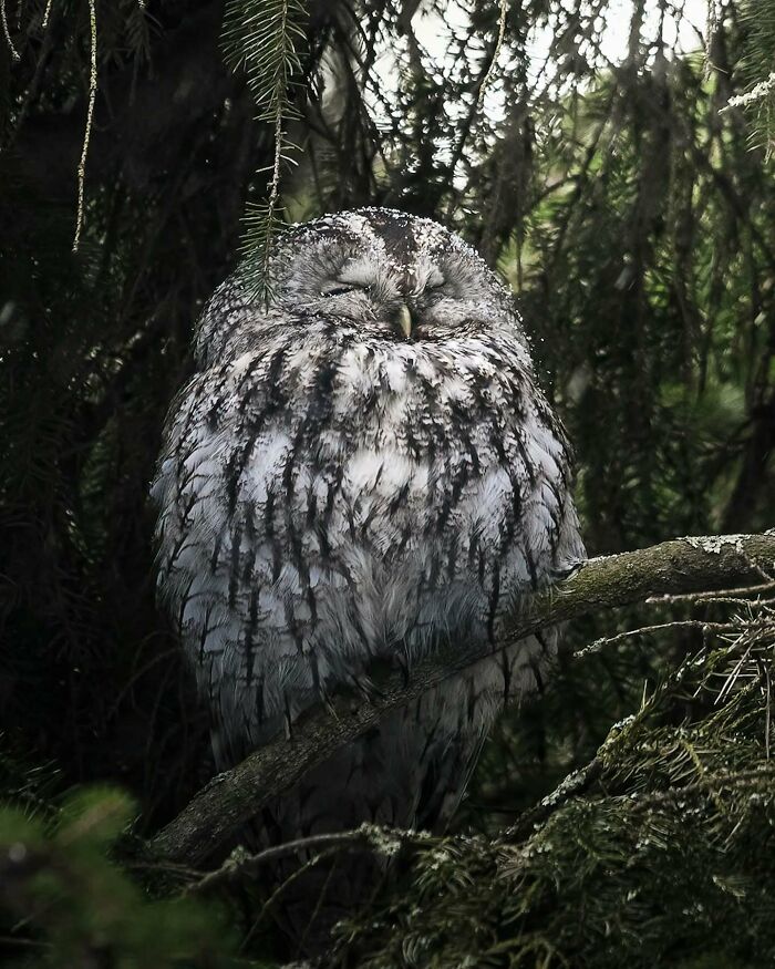 Close-up of a sleeping owl perched on a branch in a forest, showcasing the beauty of wildlife photography.