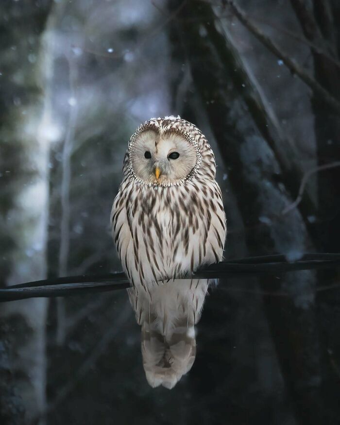 Close-up photo of an owl perched on a branch, showcasing wildlife's beauty in a serene, snowy forest scene.