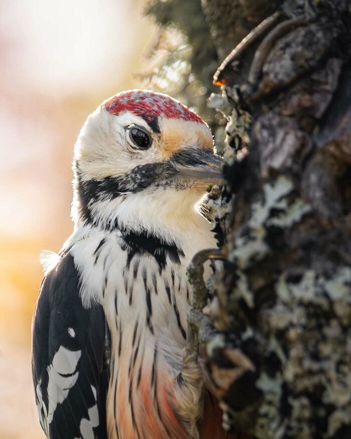 Close-up of a woodpecker on a tree, showcasing beautiful wildlife photography by a Finnish photographer.