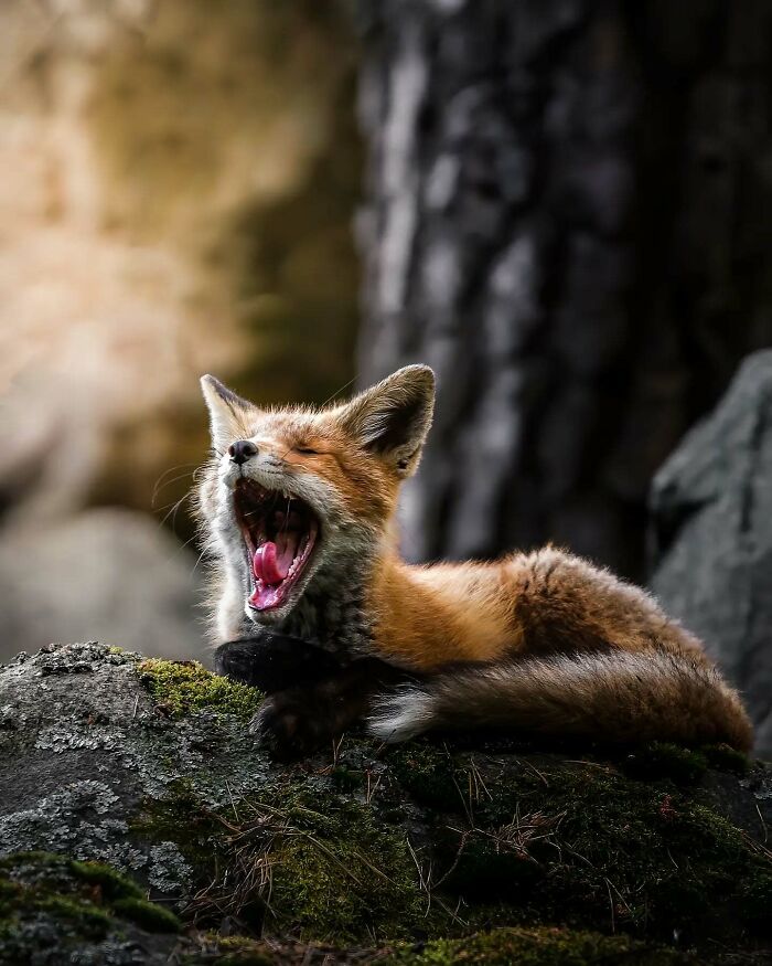 Close-up photo of a yawning fox on a mossy rock, captured by a Finnish wildlife photographer.