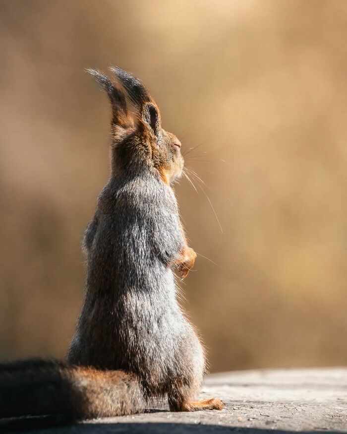 Close-up photo of a squirrel captured by a Finnish photographer, showcasing wildlife in natural light.