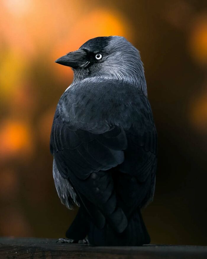 Close-up of a black and gray bird against a blurred, warm background, showcasing wildlife photography.