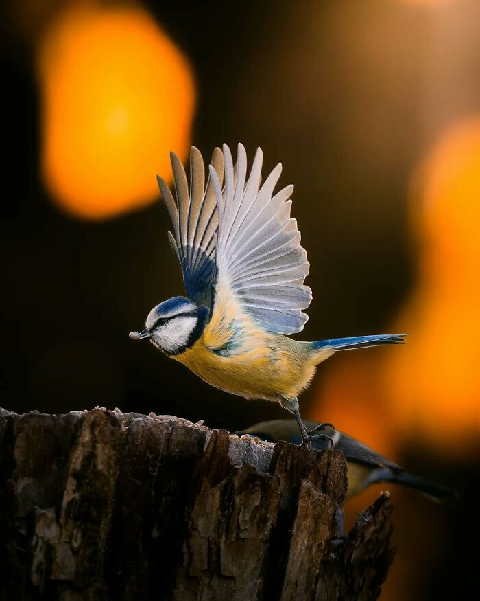 Close-up of a bird with wings spread, perched on a tree stump against a warm, blurred background.