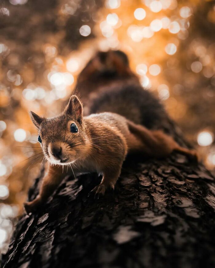 Close-up of a curious squirrel on a tree, captured in beautiful detail by a Finnish photographer.