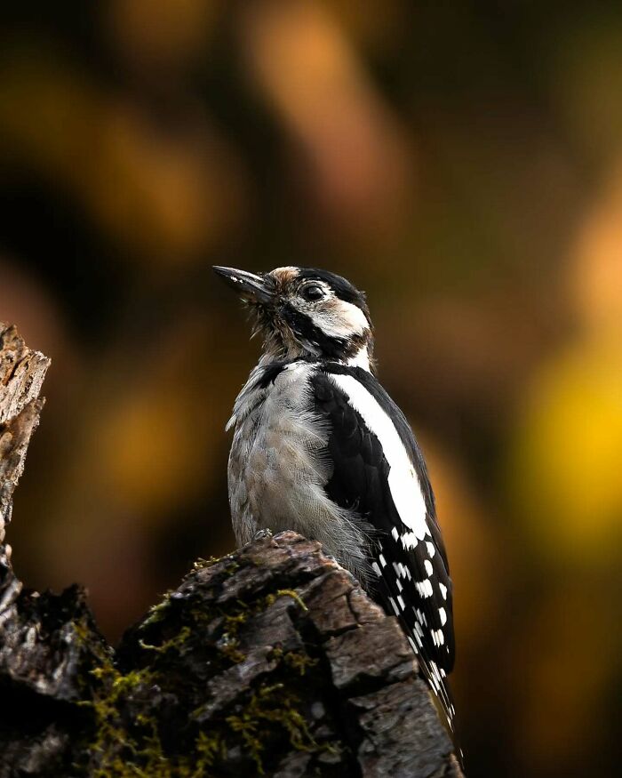 Close-up photo of a woodpecker perched on a tree, showcasing detailed wildlife captured by a Finnish photographer.