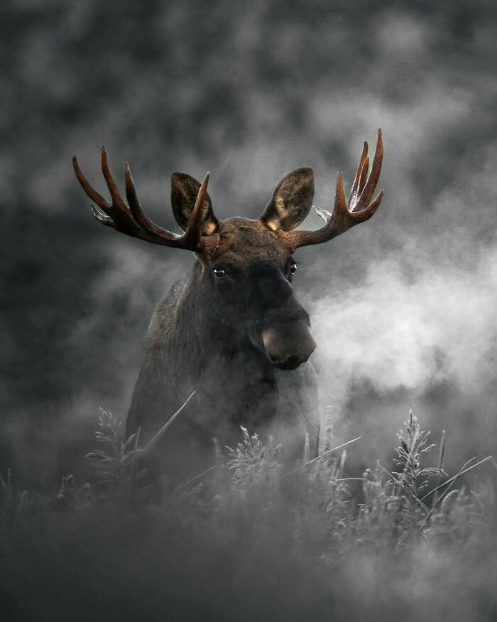 Close-up of a moose in misty surroundings, highlighting its antlers, captured by a Finnish wildlife photographer.