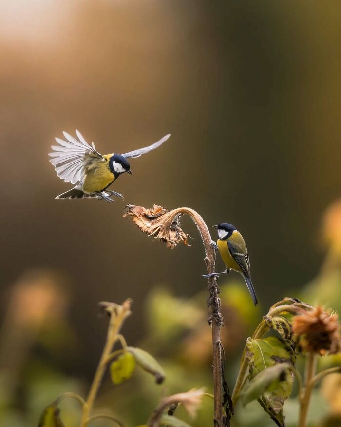 Close-up photo of two birds on a plant, captured by a Finnish photographer, showcasing stunning wildlife detail.