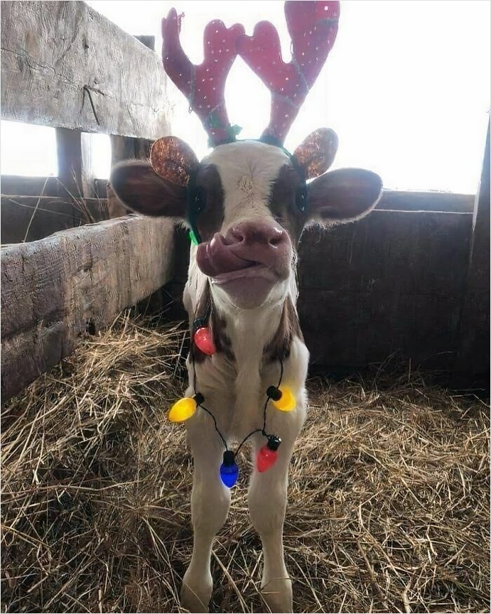 Cute calf wearing reindeer antlers and colorful Christmas lights in a barn.