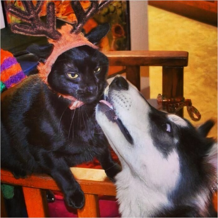 A black cat wearing reindeer antlers playfully interacts with a husky, showcasing cute funny Christmas animals.