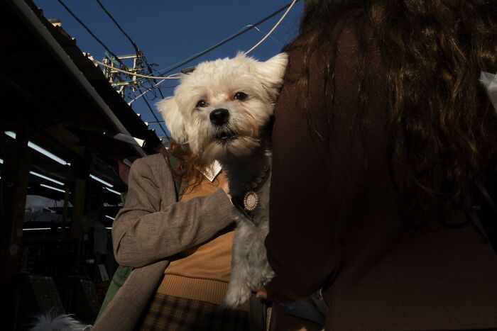 White dog held by a person in a bustling street, captured in Israel by Ilan Ben Yehuda.