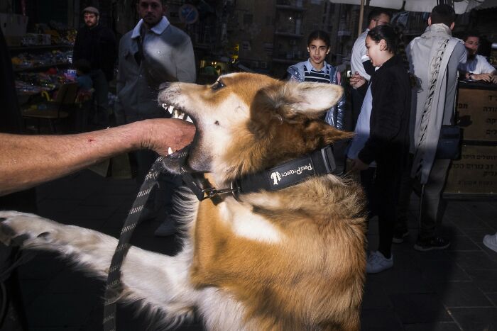 Dog playfully biting a person's hand on an Israeli street, with onlookers in the background, captured by Ilan Ben Yehuda.