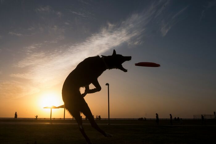 Dog catching a frisbee at sunset on an Israeli beach, showcasing street photography by Ilan Ben Yehuda.