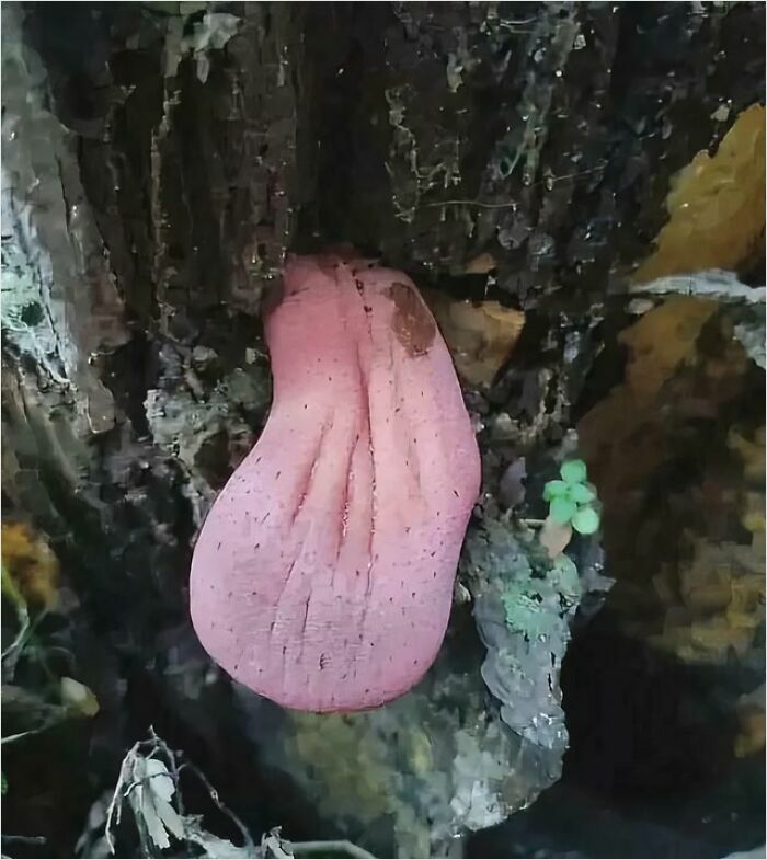 Unusual pink fungus resembling a tongue growing on tree bark, showcasing terrifying nature.