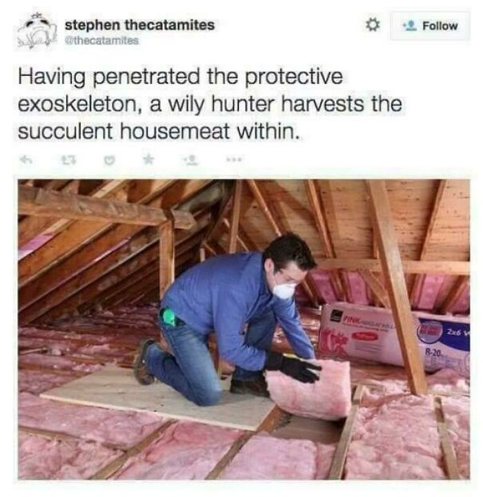 Man in attic with insulation, wearing gloves and mask, humorously captioned as a hunter harvesting "housemeat"; bizarre sentence.