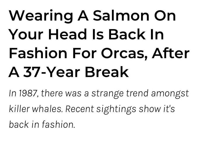 Text about bizarre new sentence: "Wearing a salmon on your head is back in fashion for orcas, after a 37-year break."