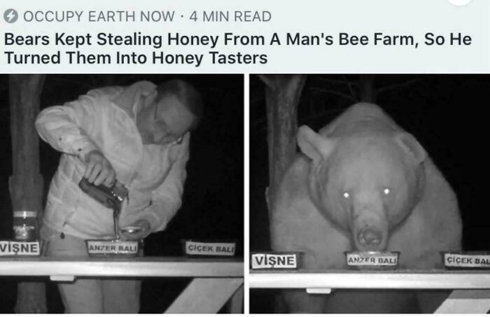 Man pouring honey as bear taste tester at bee farm, illustrating hilariously bizarre solutions.