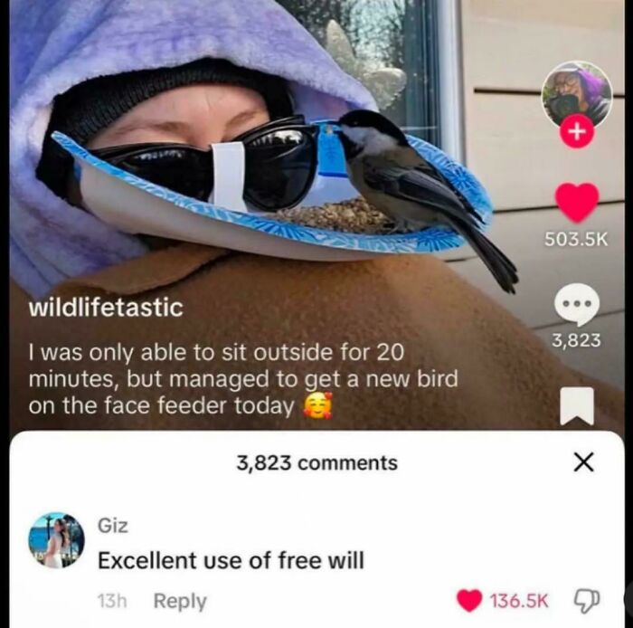 Person wearing a face-feeding mask with a bird perched on it, showcasing a bizarre new sentence moment.