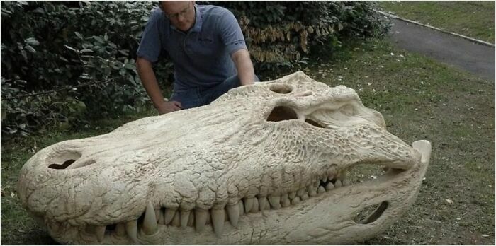 The Skull Of A Purussaurus, An Extinct Giant Caiman