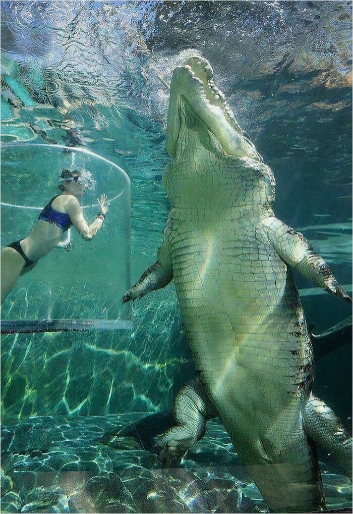 Saltwater Crocodile Next To A Human