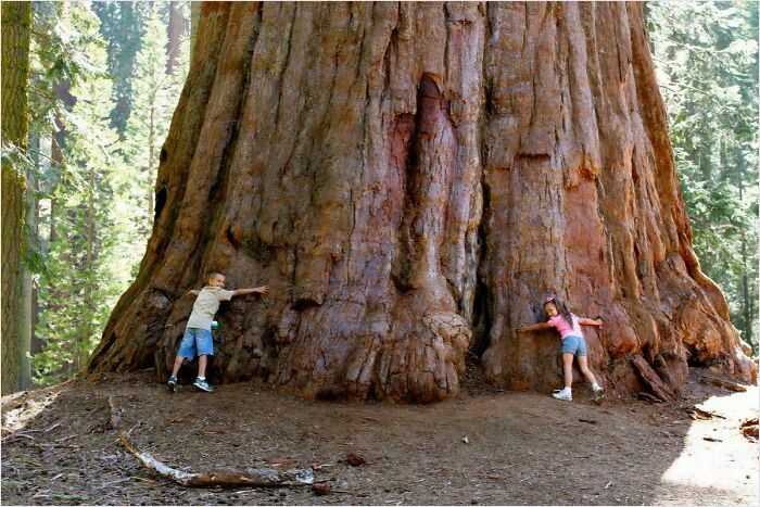 Giant Sequoia