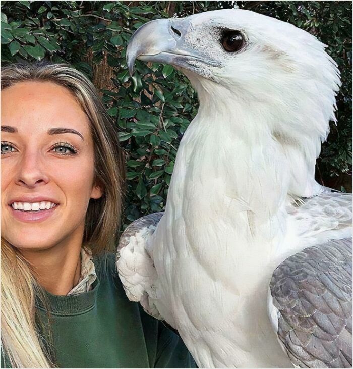 White-Bellied Sea Eagle