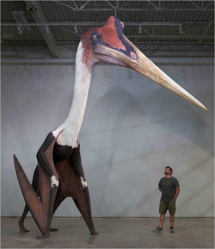 Image This Quetzalcoatlus Chasing You