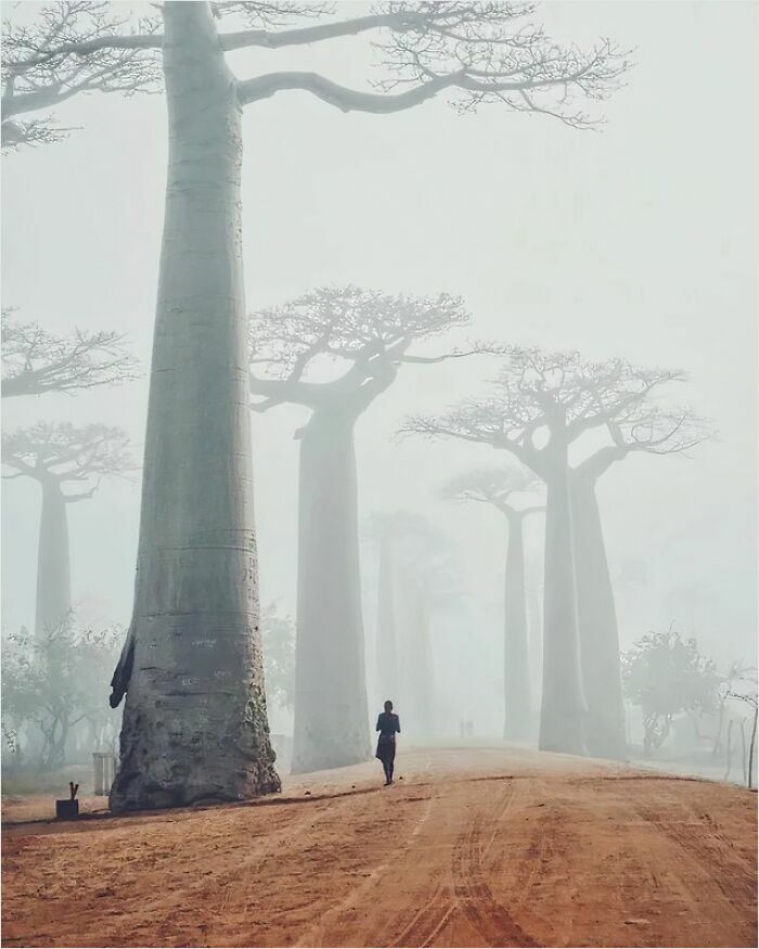 Baobab Trees