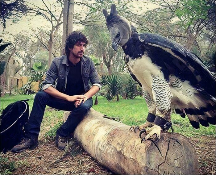 Harpy Eagle, One Of The Biggest Eagles In The World