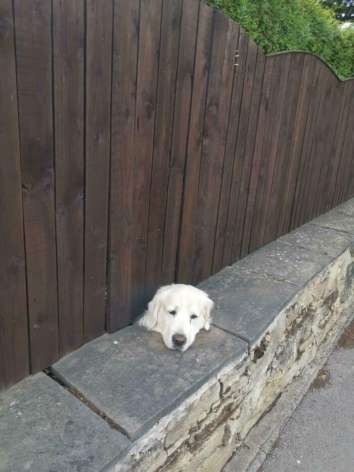 Dog's head appears through stone fence, resembling a surreal render.