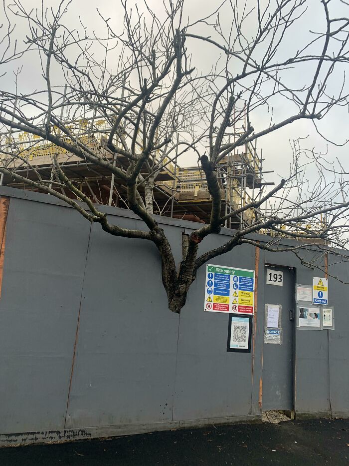 Tree growing through a construction barrier, resembling bad renders, with safety signs visible.