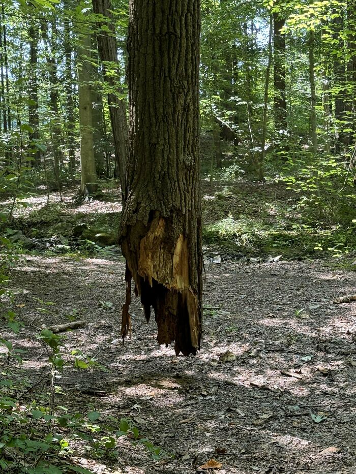 Tree appears suspended mid-air in a forest, resembling a bad render.