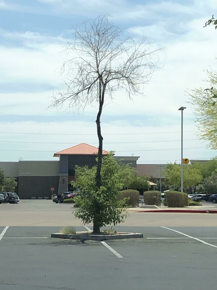 A tree in a parking lot with sparse branches, resembling a bad render in real-life photography.