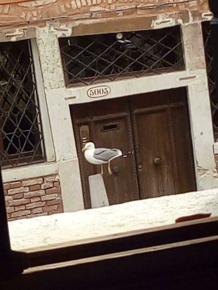 Seagull on a post in front of an old brick wall, resembling a bad render in real-life photo.