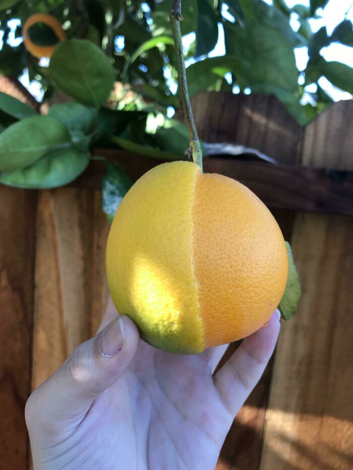 A hand holding an orange-yellow citrus fruit with a distinct color split, resembling a bad render.