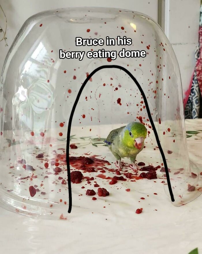 Bird under a clear dome with berry stains, resembling a real-life final boss moment.