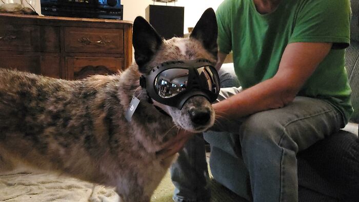 Dog wearing goggles, sitting indoors next to a person in a green shirt, showcasing a spoiled-pets lifestyle.