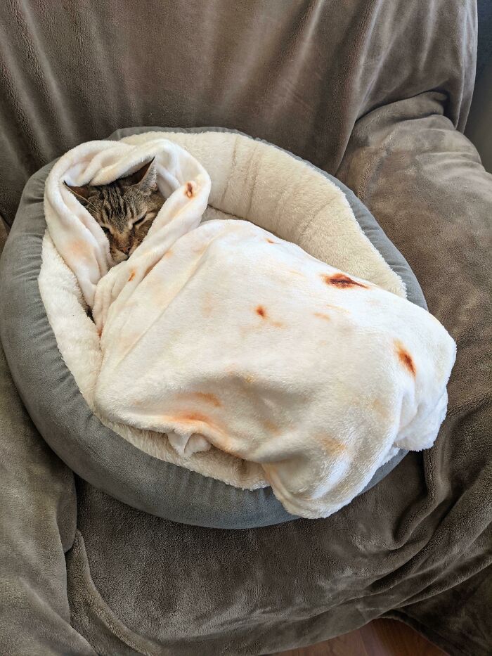 Spoiled pet cat snuggled in a cozy blanket, resting in a plush bed on a soft armchair.