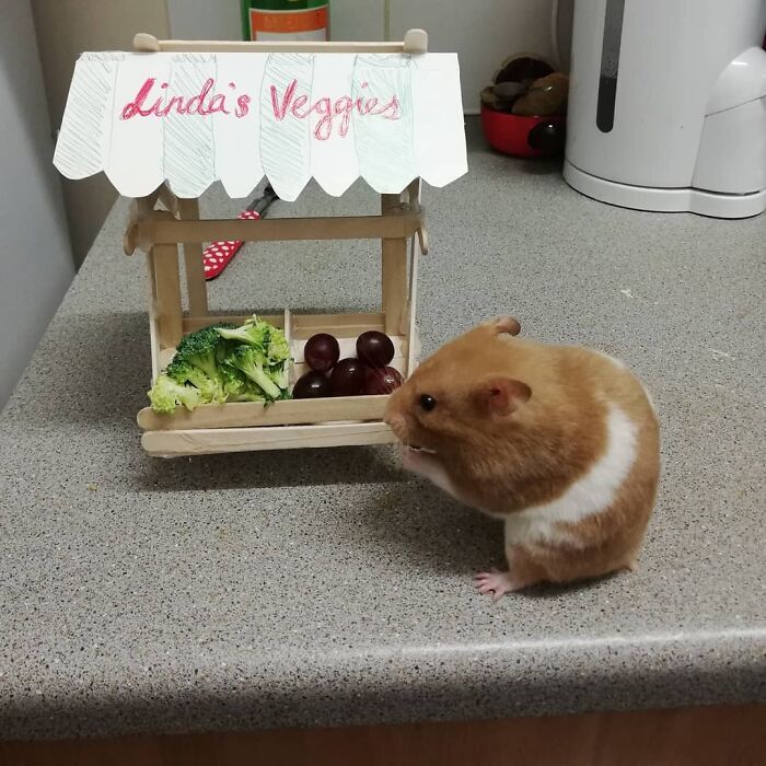 Hamster enjoying a veggie stand with grapes and broccoli, showcasing a spoiled pet's luxurious snacks.