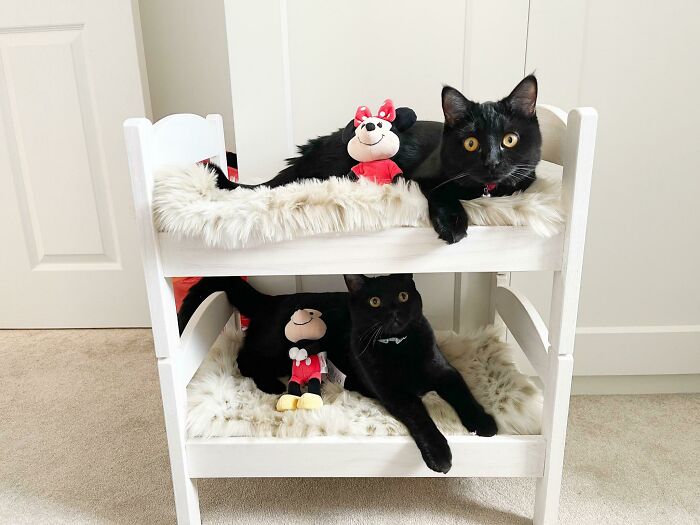 Two spoiled-pets, black cats lounging on a cozy bunk bed with plush toys, showcasing comfort and playfulness.