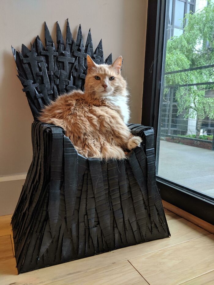 Fluffy cat lounging on a custom cardboard throne by a window, exemplifying spoiled pets.