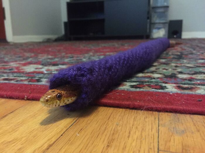 A spoiled pet snake comfortably wrapped in a purple knitted sleeve on a patterned rug.