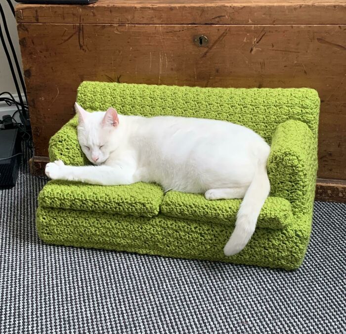 White cat napping on a small green couch, representing spoiled pets in a cozy setting.