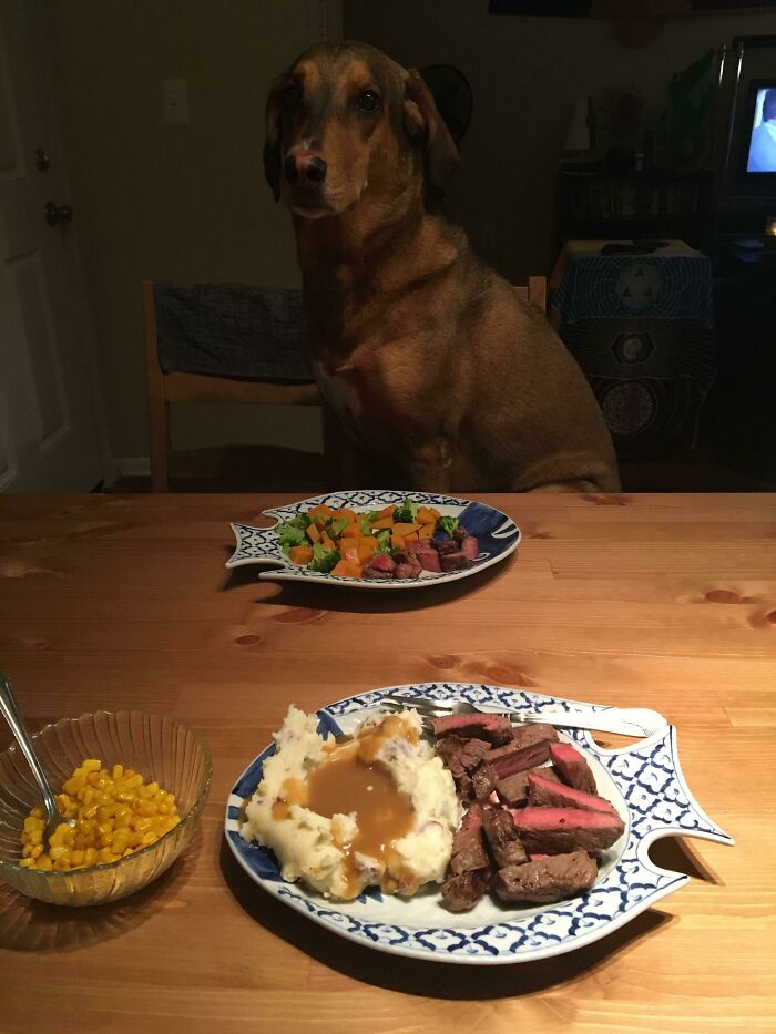 Dog sitting at a table with a plate of meat and vegetables, demonstrating spoiled pets dining.