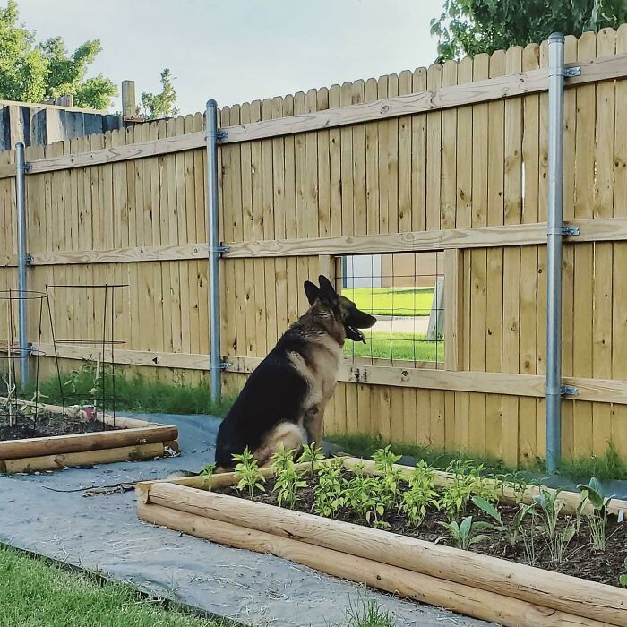 German shepherd observing through a fence cutout, enjoying its backyard view. Spoiled-Pets scene.