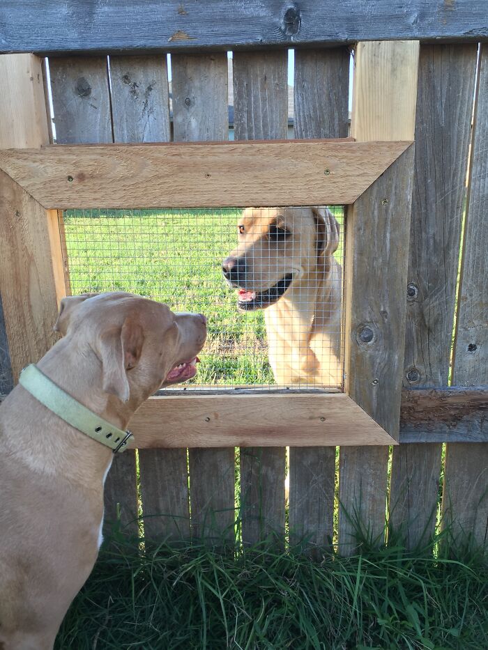 Two spoiled pets, dogs, looking at each other through a wooden fence with a mesh window.