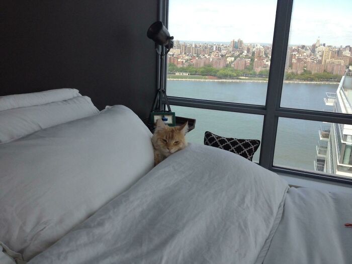 Spoiled pet cat snuggled under white sheets in bed with city skyline in the background.