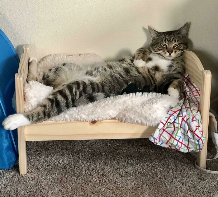 A spoiled pet cat lounging on a cozy, miniature wooden bed with soft blankets.