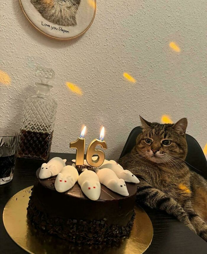 Cat celebrating 16th birthday with cake topped with marshmallow mice, embodying the spoiled-pets lifestyle.