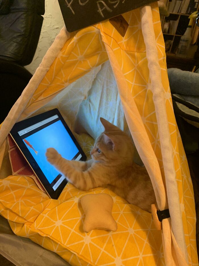 A spoiled pet cat playing with a tablet inside a cozy yellow tent.