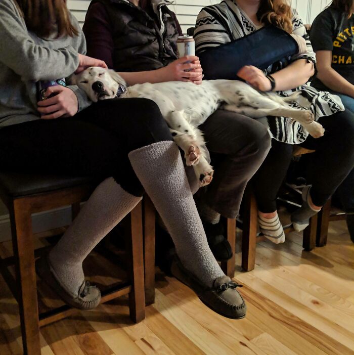 A spoiled pet dog lounging comfortably on people's laps, showcasing its relaxed demeanor.